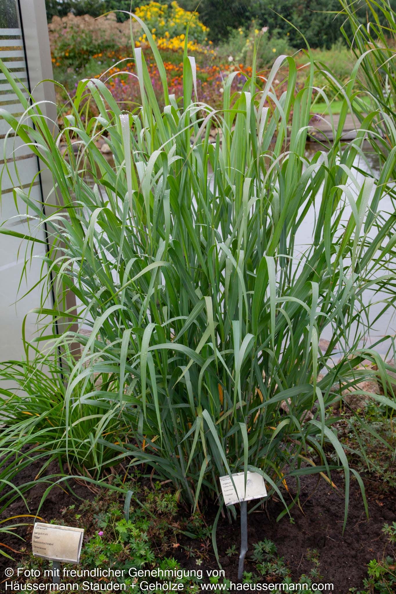 Blaue Ruten-Hirse 'Dallas Blues' (Panicum virgatum)