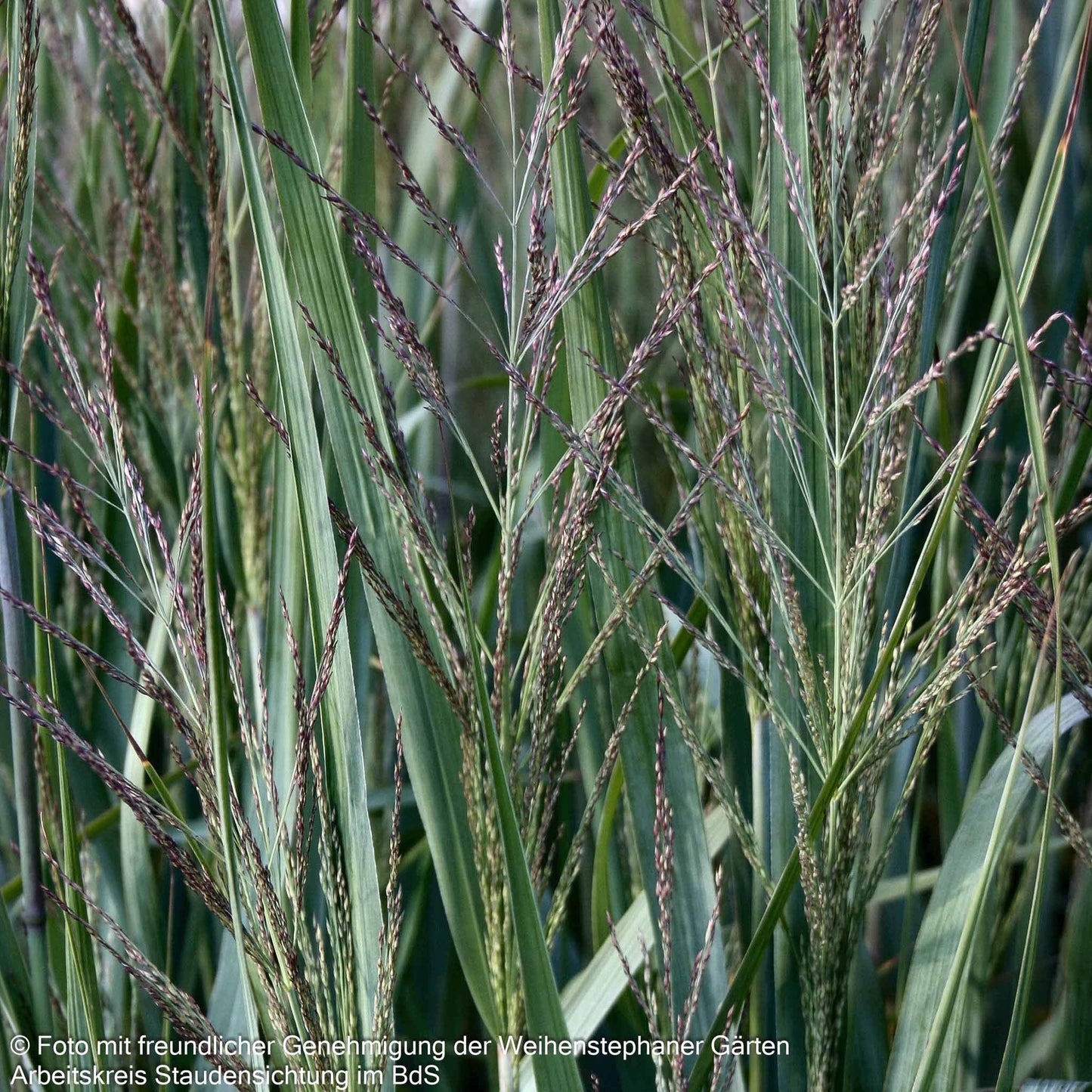 Blaue Ruten-Hirse 'Dallas Blues' (Panicum virgatum)