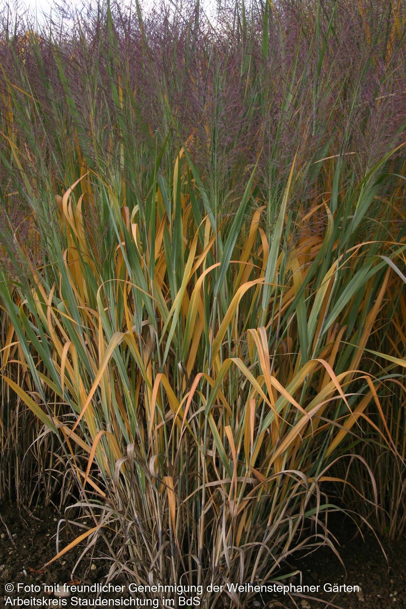 Blaue Ruten-Hirse 'Dallas Blues' (Panicum virgatum)