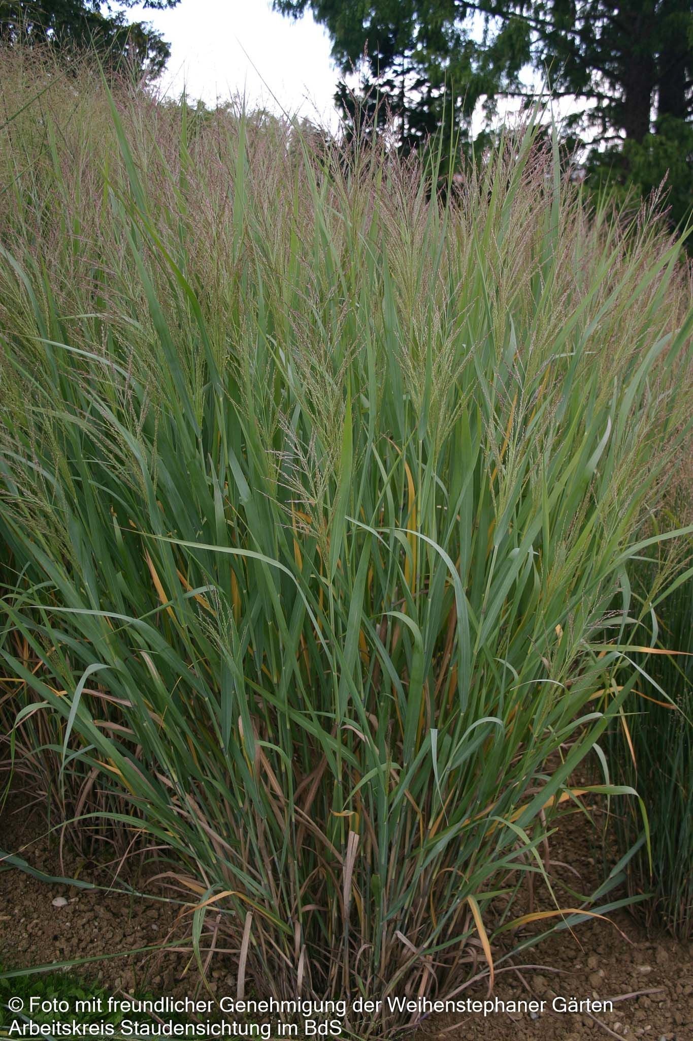 Blaue Ruten-Hirse 'Dallas Blues' (Panicum virgatum)