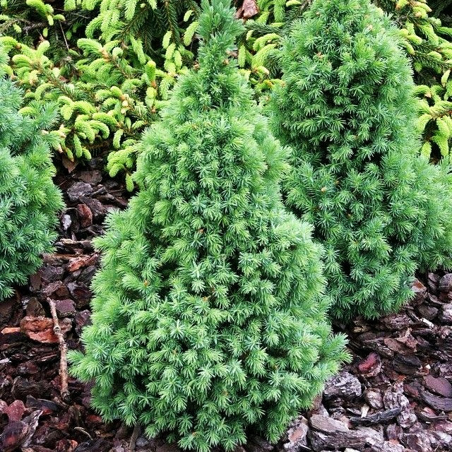 Blaue Zuckerhut-Fichte 'Blue Wonder' (Picea glauca)