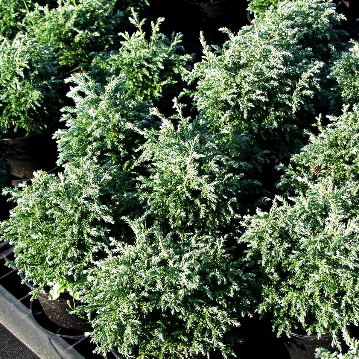 Blaue Zwerg-Scheinzypresse 'Baby Blue' (Chamaecyparis pis.)