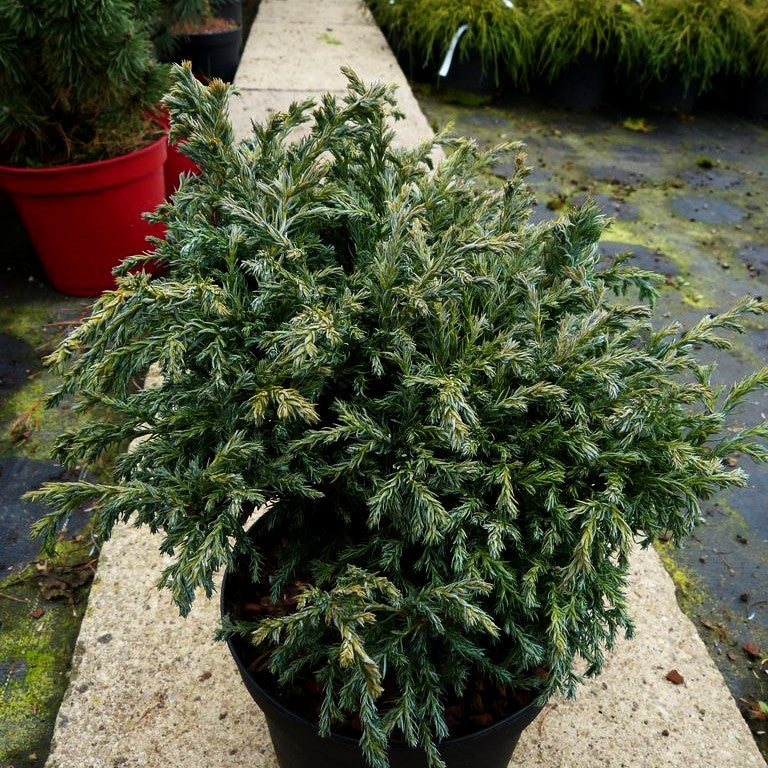 Blaue Zwerg-Scheinzypresse 'Lieve' (Chamaecyparis pis.)