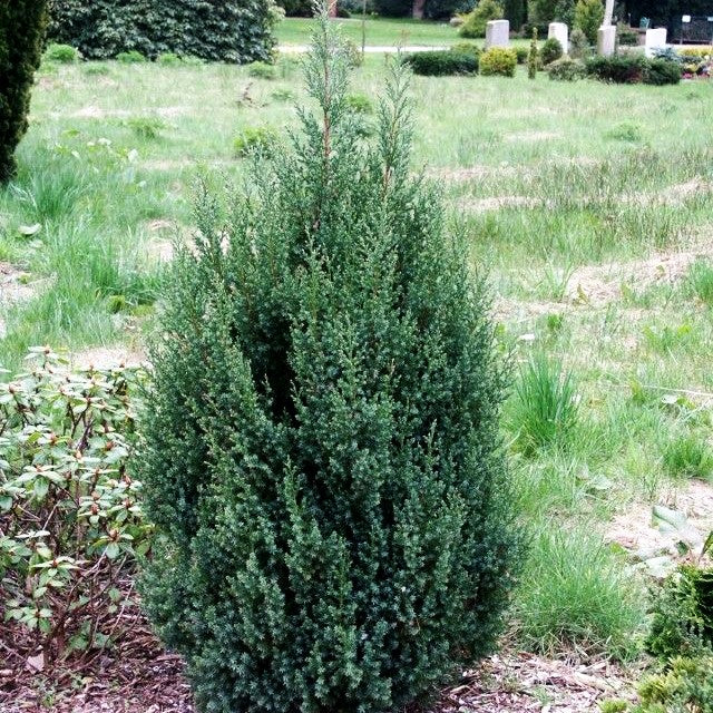 Blauer Kegel-Wacholder 'Stricta' (Juniperus chin.)