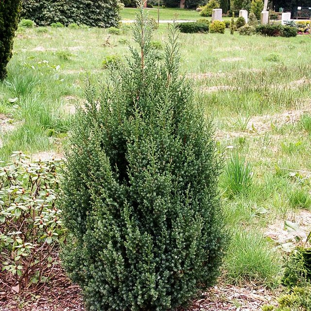 Blauer Kegel-Wacholder 'Stricta' (Juniperus chin.)