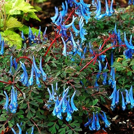 Blauer Lerchensporn 'Blue Heron' (Corydalis curviflora rosthornii)
