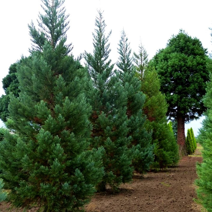Blauer Mammutbaum 'Glaucum' (Sequoiadendron gigant.)