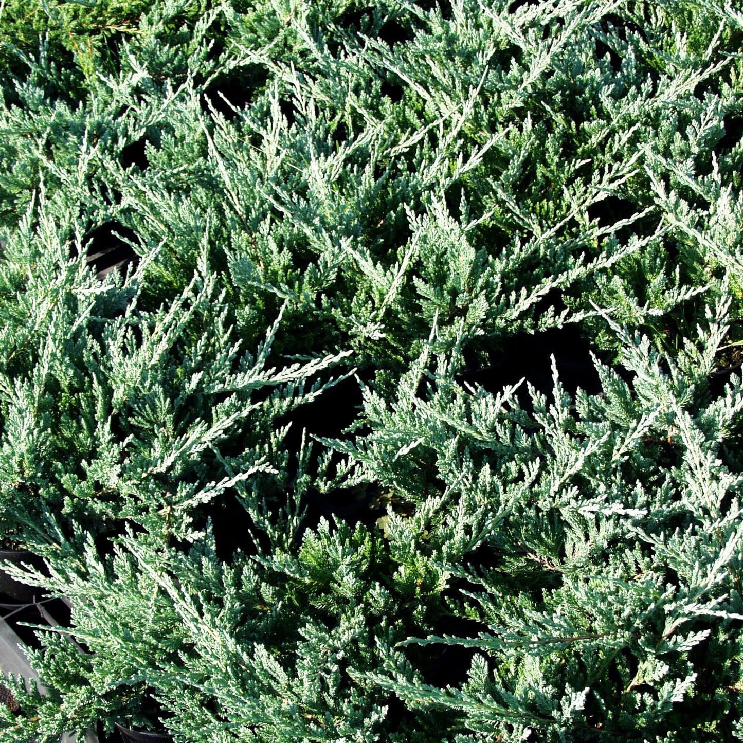 Blauer Teppich-Wacholder 'Blue Chip' (Juniperus horizontalis)