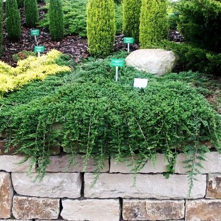 Blauer Teppich-Wacholder 'Glauca' (Juniperus horizontalis)
