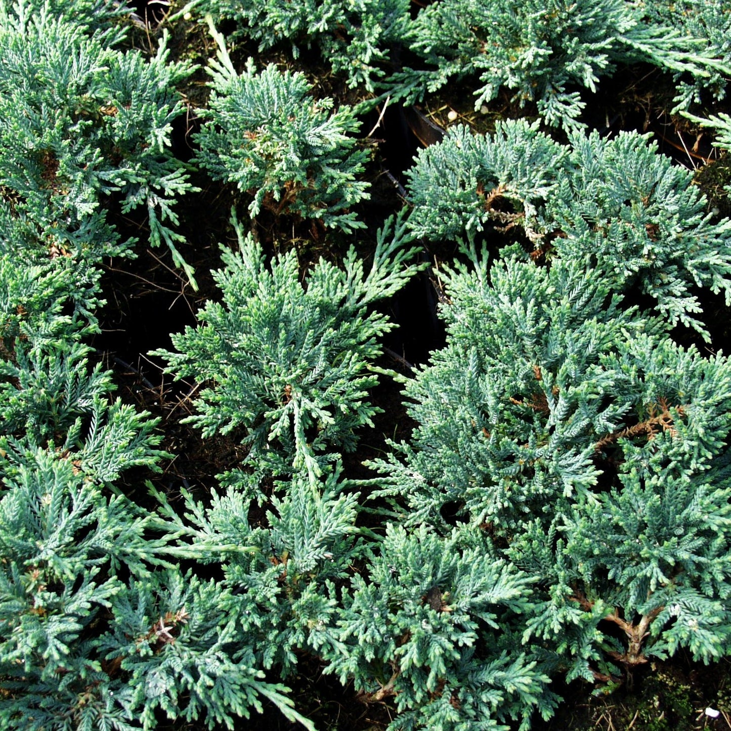 Blauer Teppich-Wacholder 'Icee Blue' (Juniperus horizontalis)