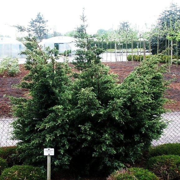 Blauer Wacholder 'Blue Alps' (Juniperus chin.)