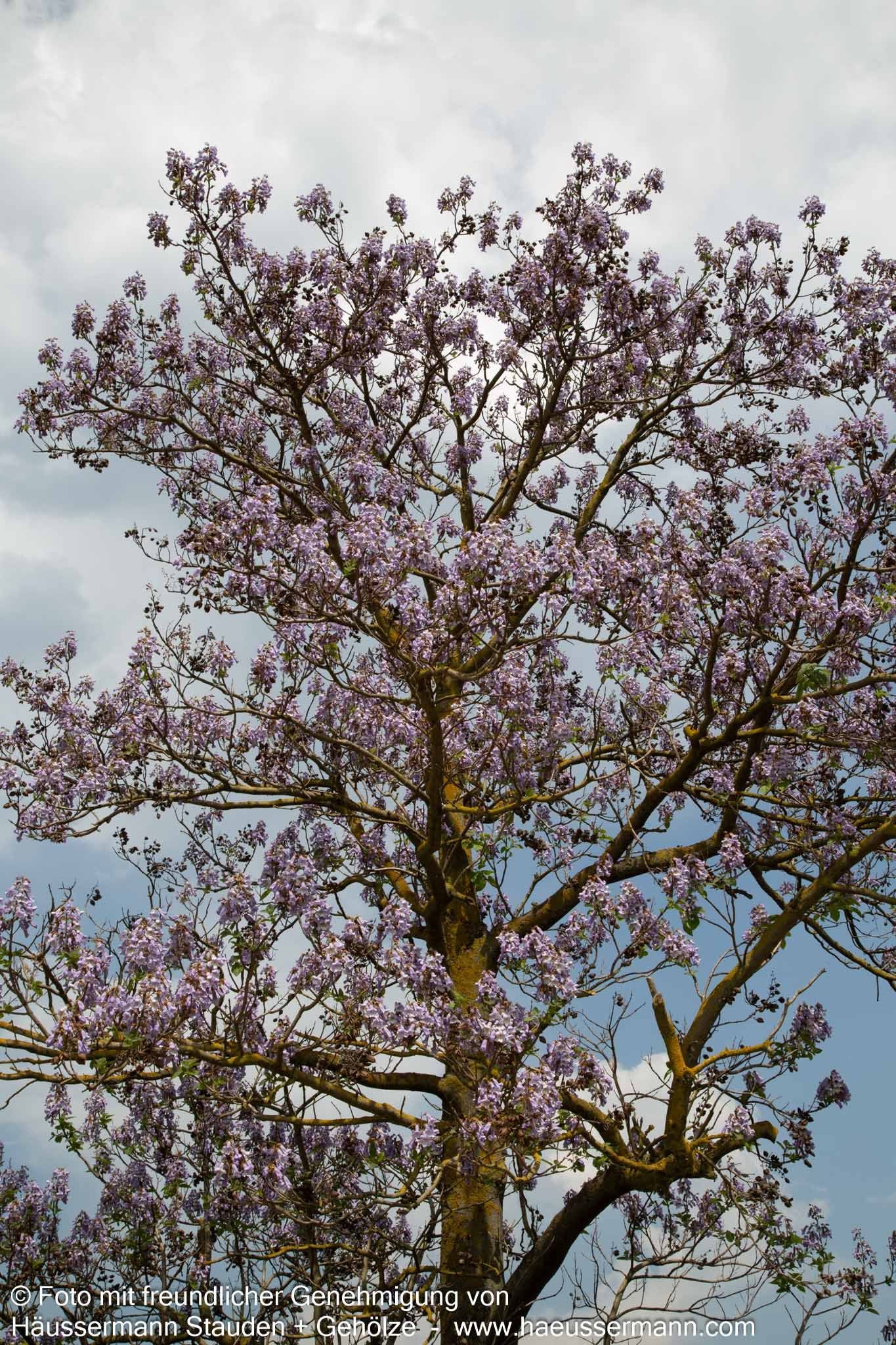 Blauglockenbaum (Paulownia tomentosa)