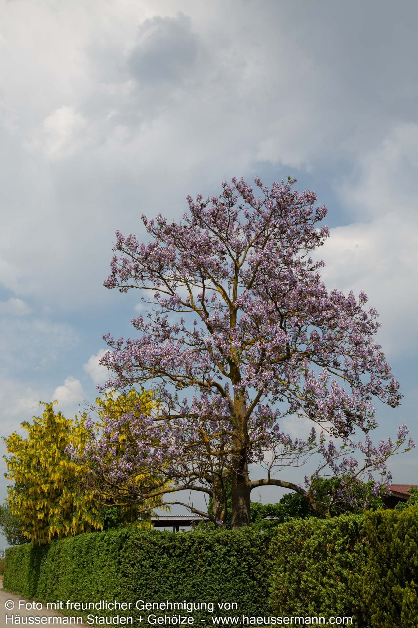 Blauglockenbaum (Paulownia tomentosa)