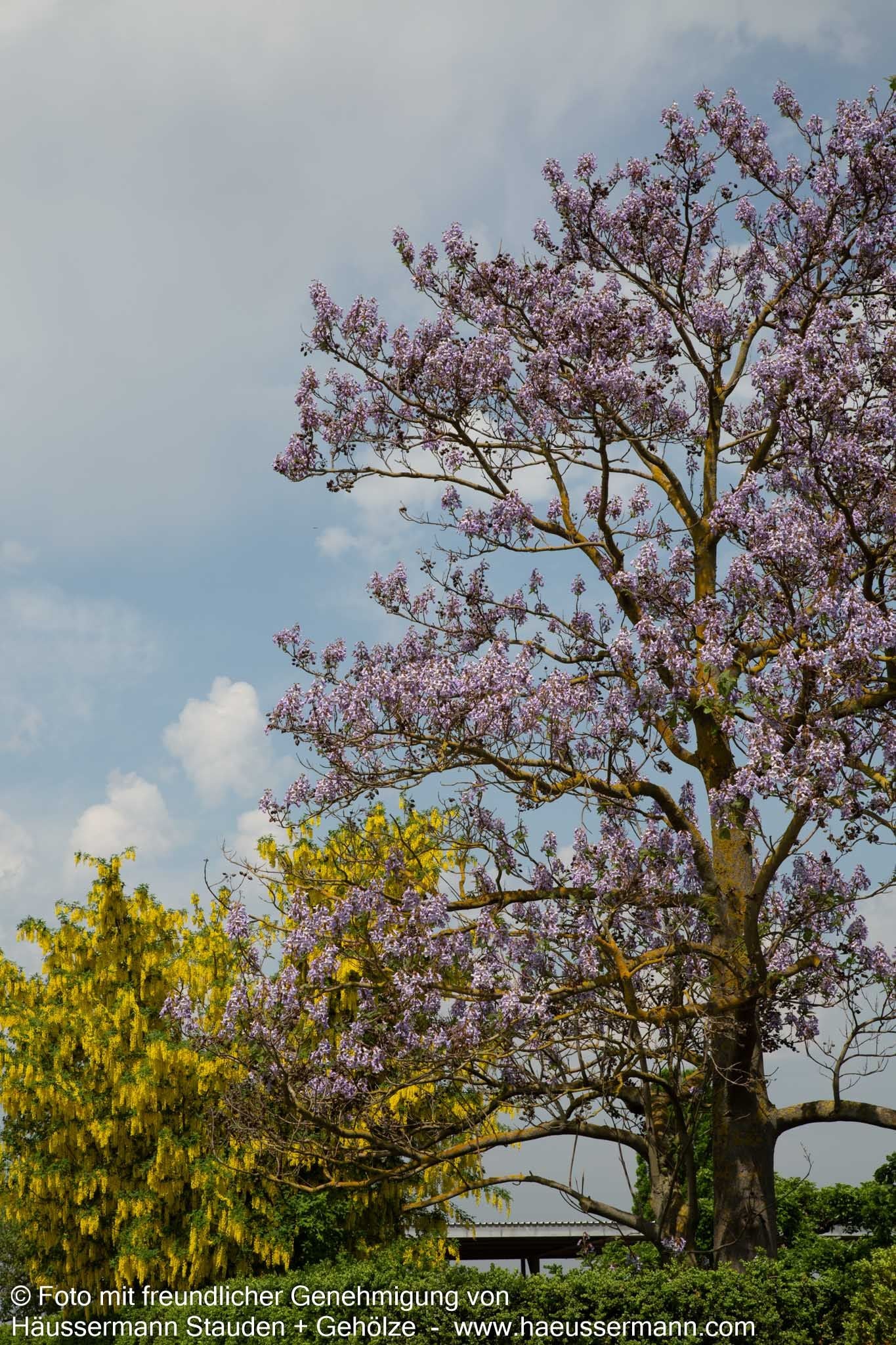 Blauglockenbaum (Paulownia tomentosa)