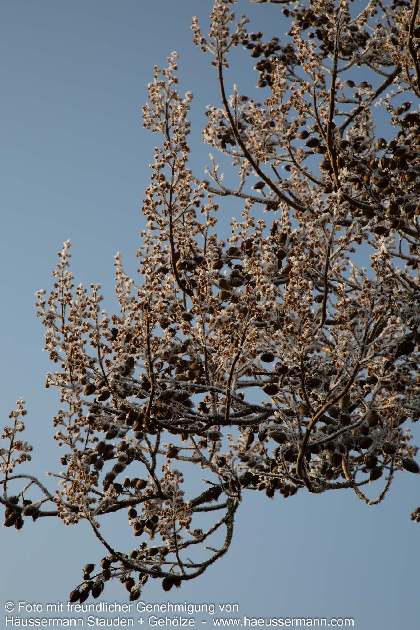 Blauglockenbaum (Paulownia tomentosa)