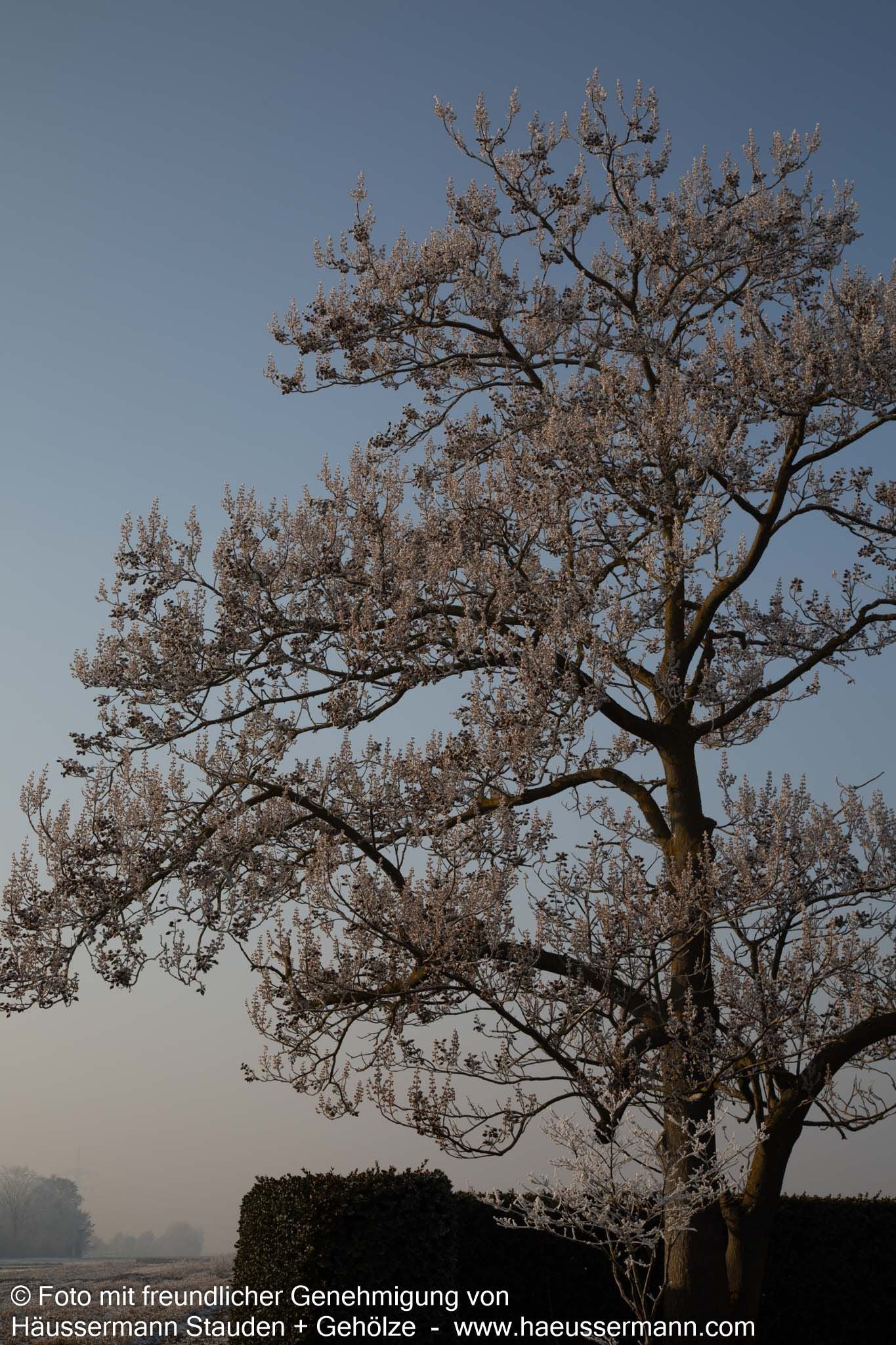 Blauglockenbaum (Paulownia tomentosa)