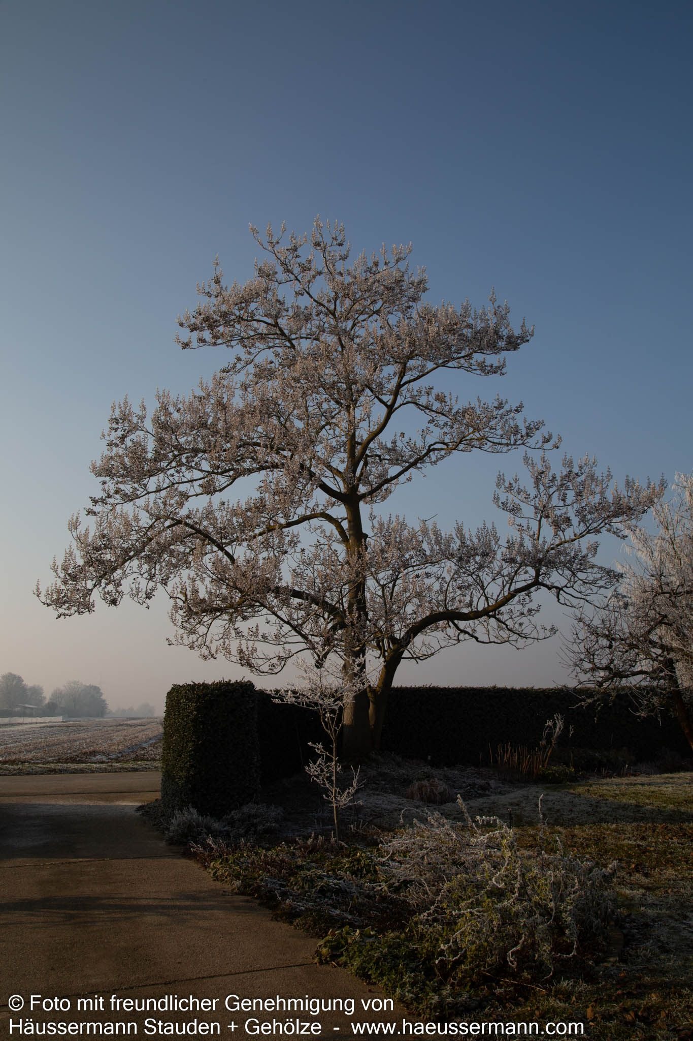 Blauglockenbaum (Paulownia tomentosa)