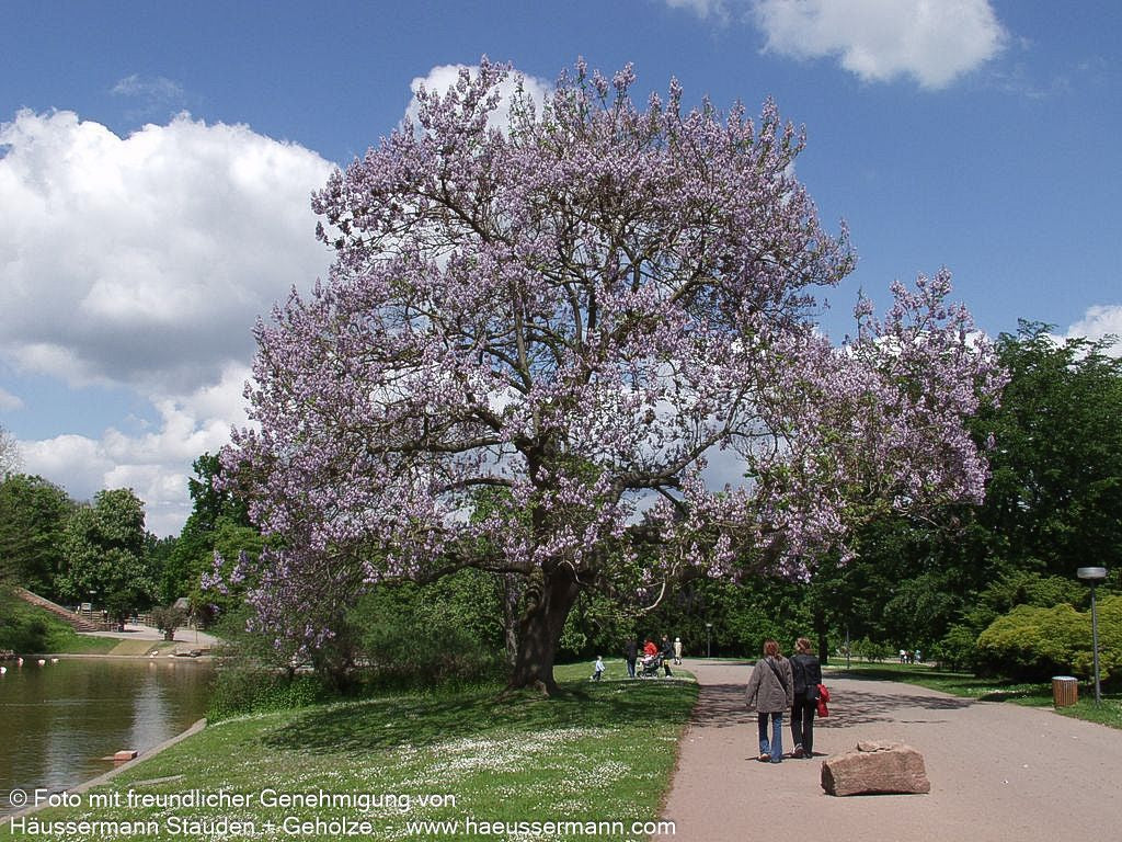 Blauglockenbaum (Paulownia tomentosa)
