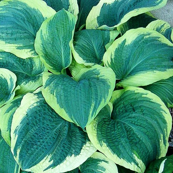 Blaugrüne Weißrand-Funkie 'American Halo' (Hosta x cult.)