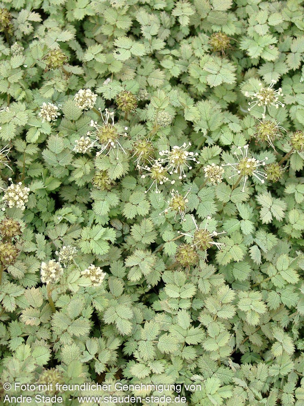 Blaugrünes Stachelnüsschen (Acaena buchananii)