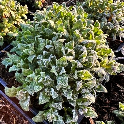 Blaukissen 'Alba' (Aubrieta x cult.)