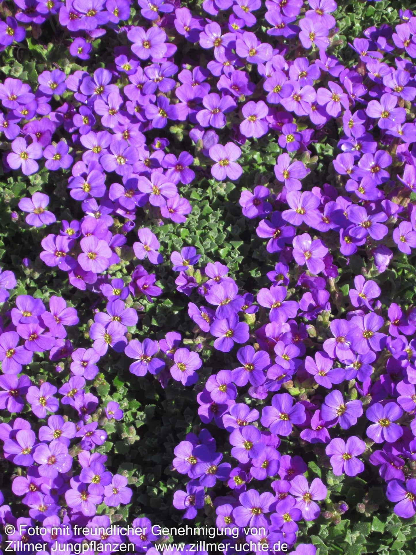 Blaukissen 'Blaumeise' (Aubrieta x cult.)