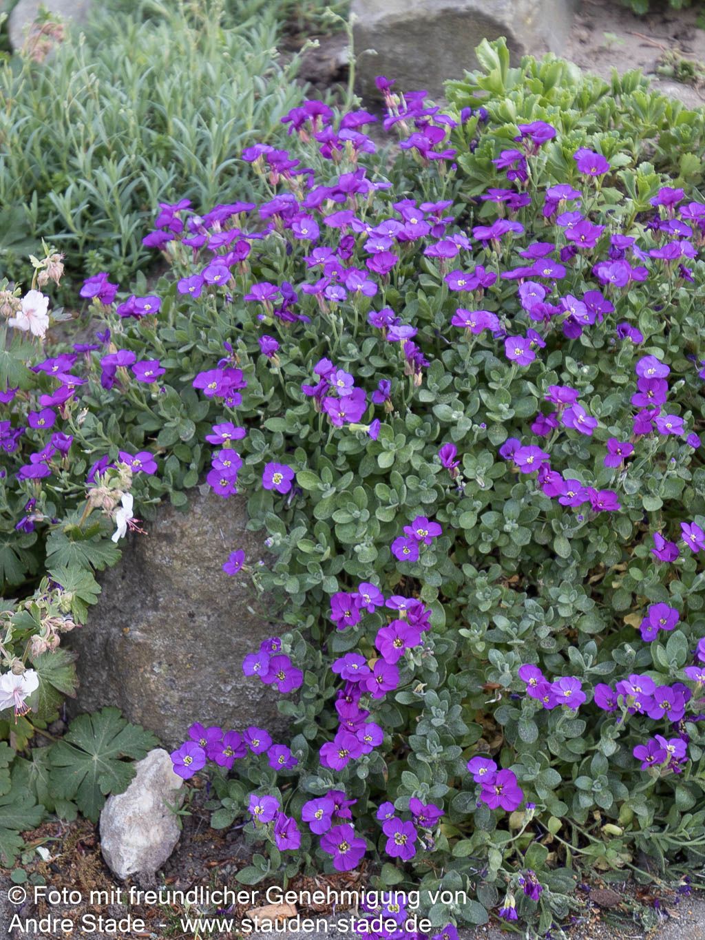 Blaukissen 'Blaumeise' (Aubrieta x cult.)