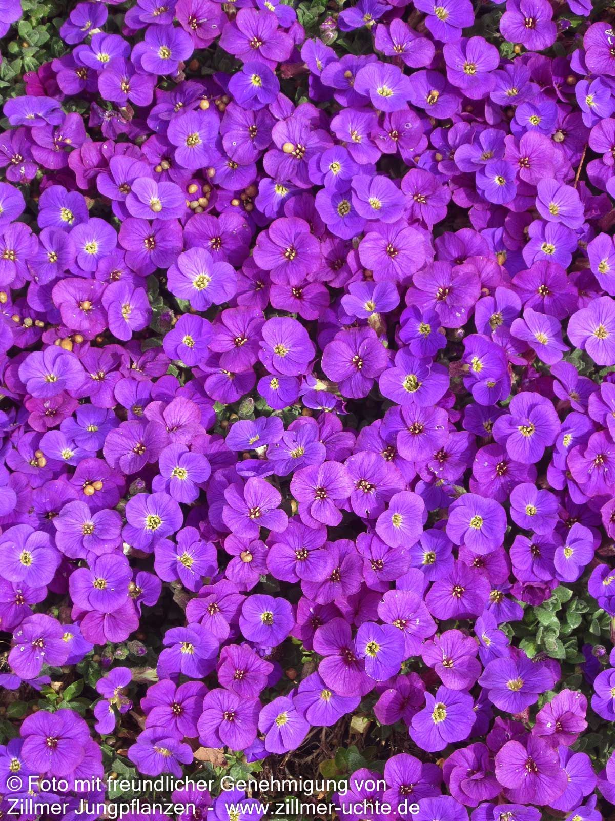 Blaukissen 'Kitte' (Aubrieta x cult.)