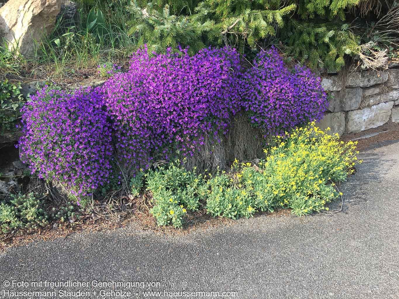Blaukissen 'Kitte' (Aubrieta x cult.)
