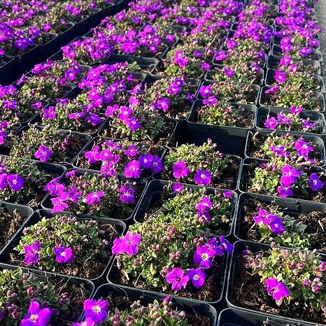 Blaukissen 'Kitte' (Aubrieta x cult.)