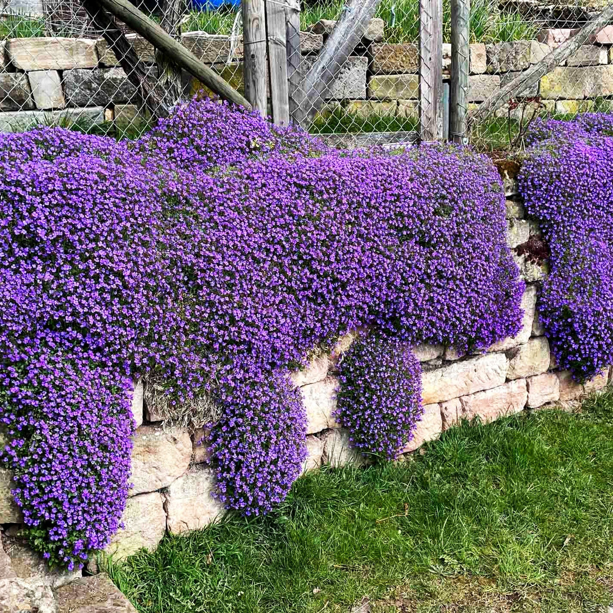 Blaukissen 'Kitte' (Aubrieta x cult.)