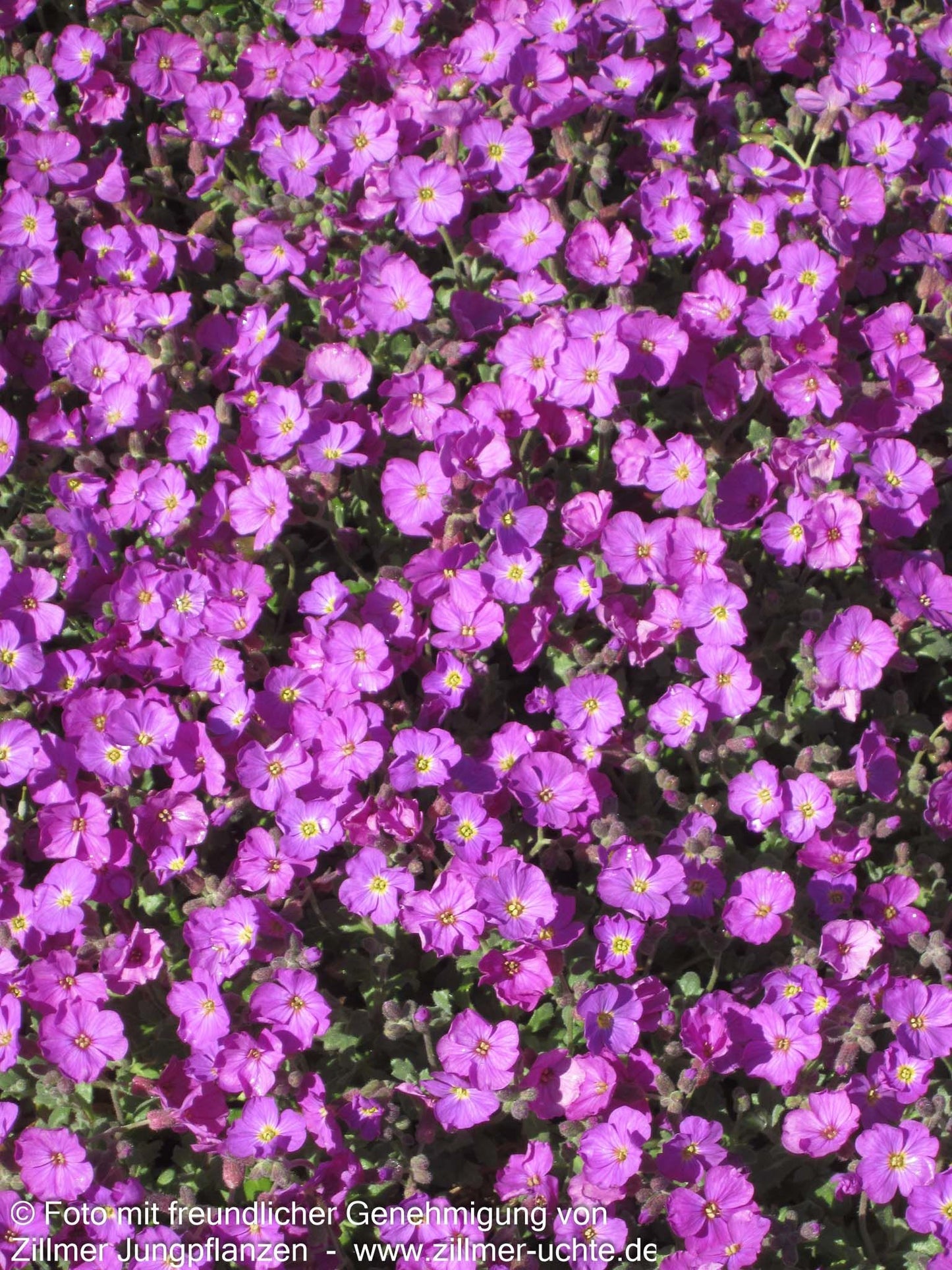Blaukissen 'Rosengarten' (Aubrieta x cult.)