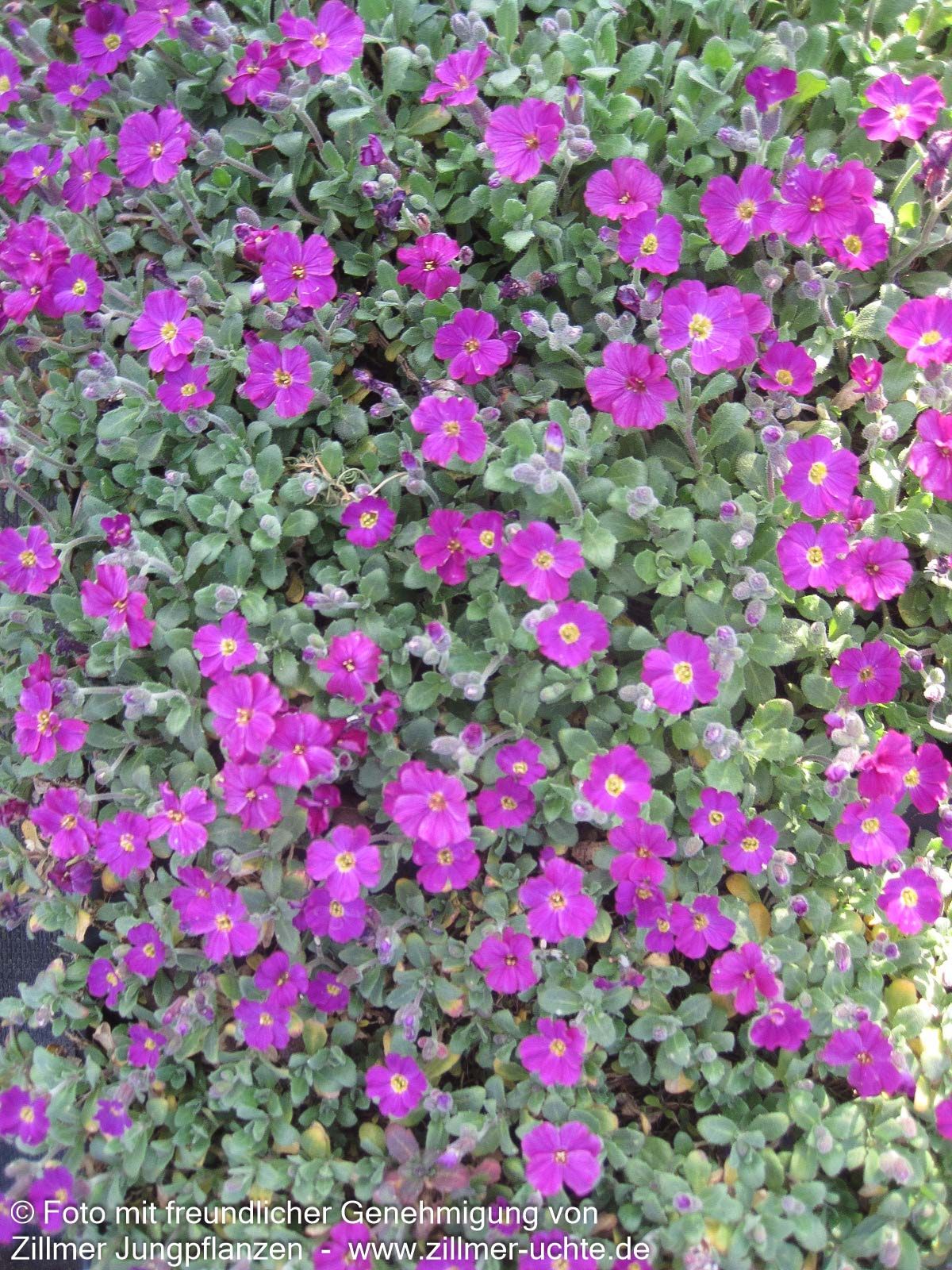 Blaukissen 'Rubinfeuer' (Aubrieta x cult.)