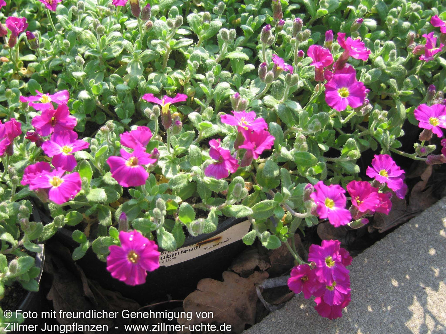 Blaukissen 'Rubinfeuer' (Aubrieta x cult.)
