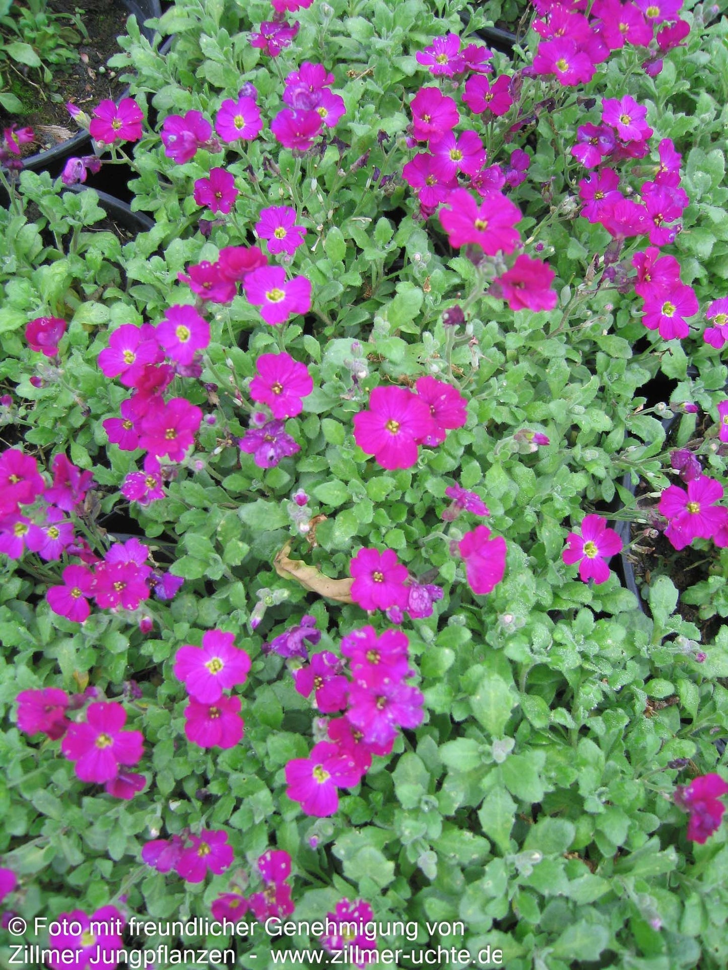 Blaukissen 'Rubinfeuer' (Aubrieta x cult.)