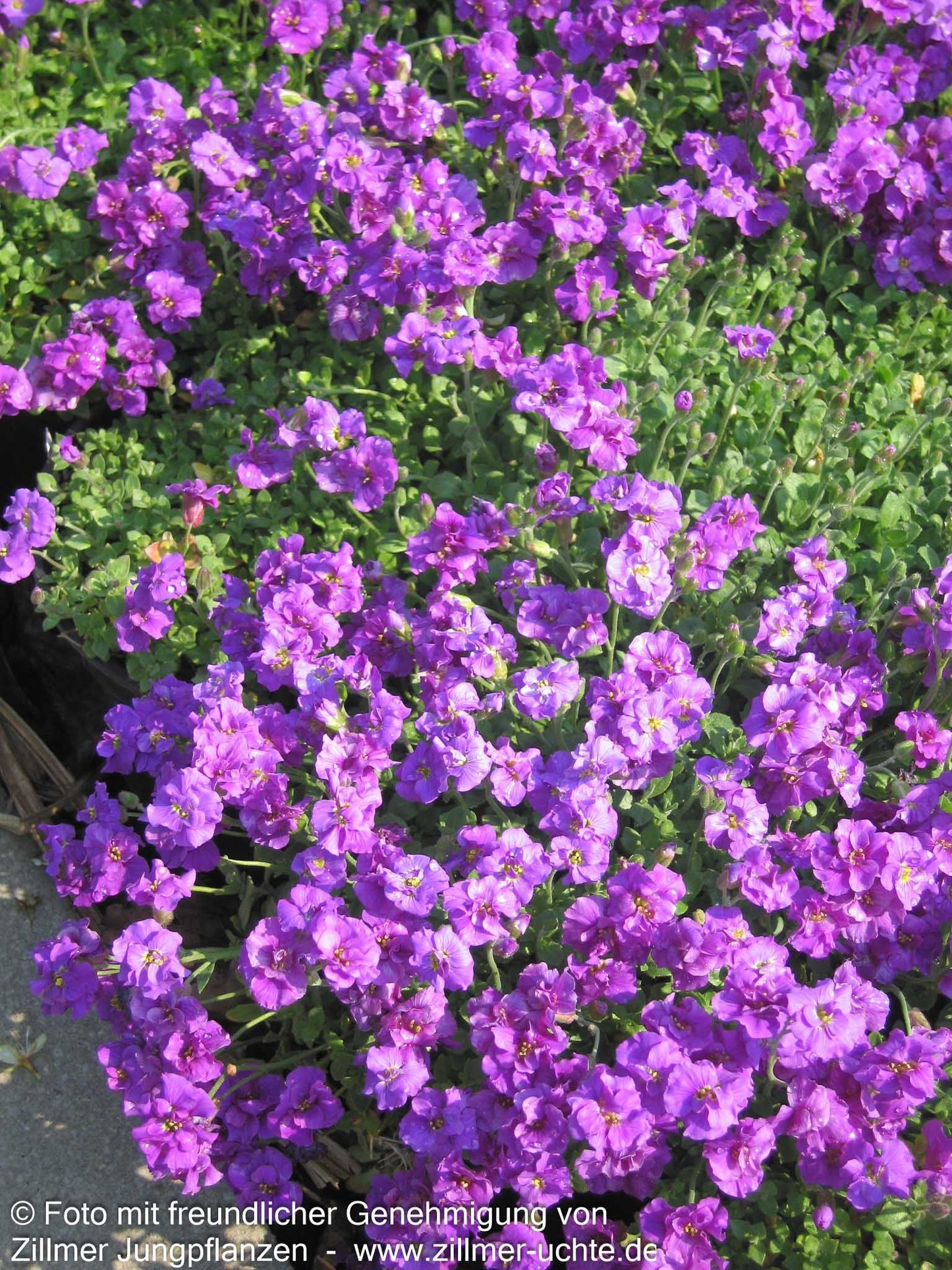 Blaukissen 'Sauerland' (Aubrieta x cult.)