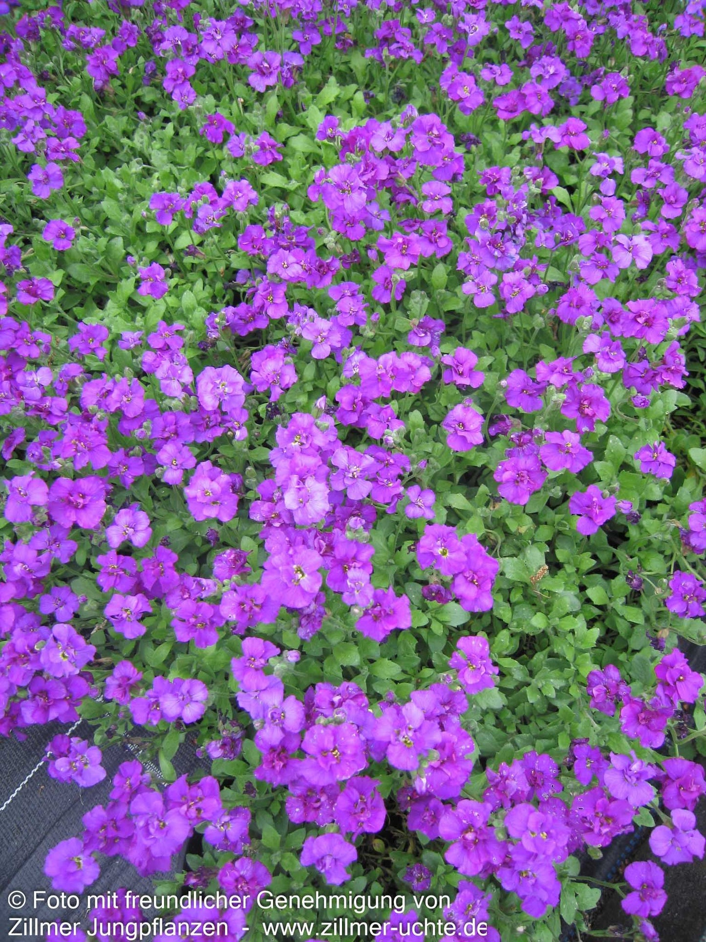 Blaukissen 'Sauerland' (Aubrieta x cult.)