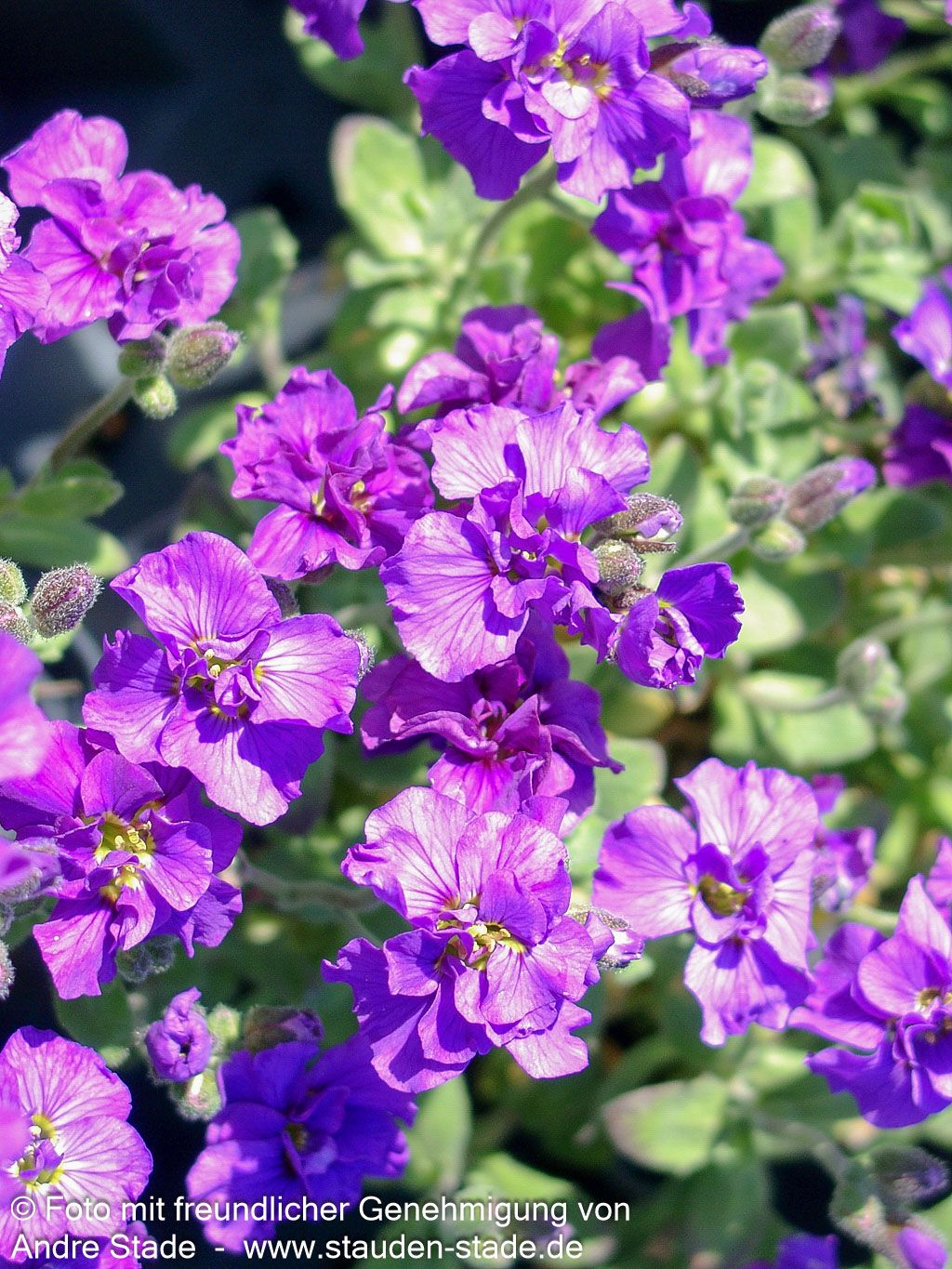 Blaukissen 'Sauerland' (Aubrieta x cult.)
