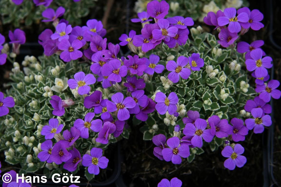 Blaukissen 'Silberrand' (Aubrieta x cult.)