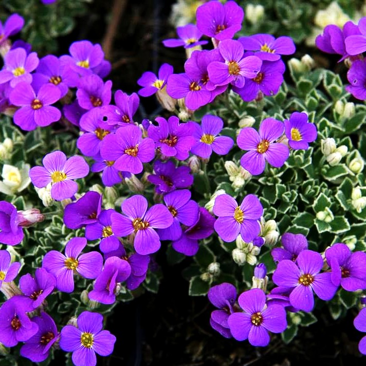 Blaukissen 'Silberrand' (Aubrieta x cult.)