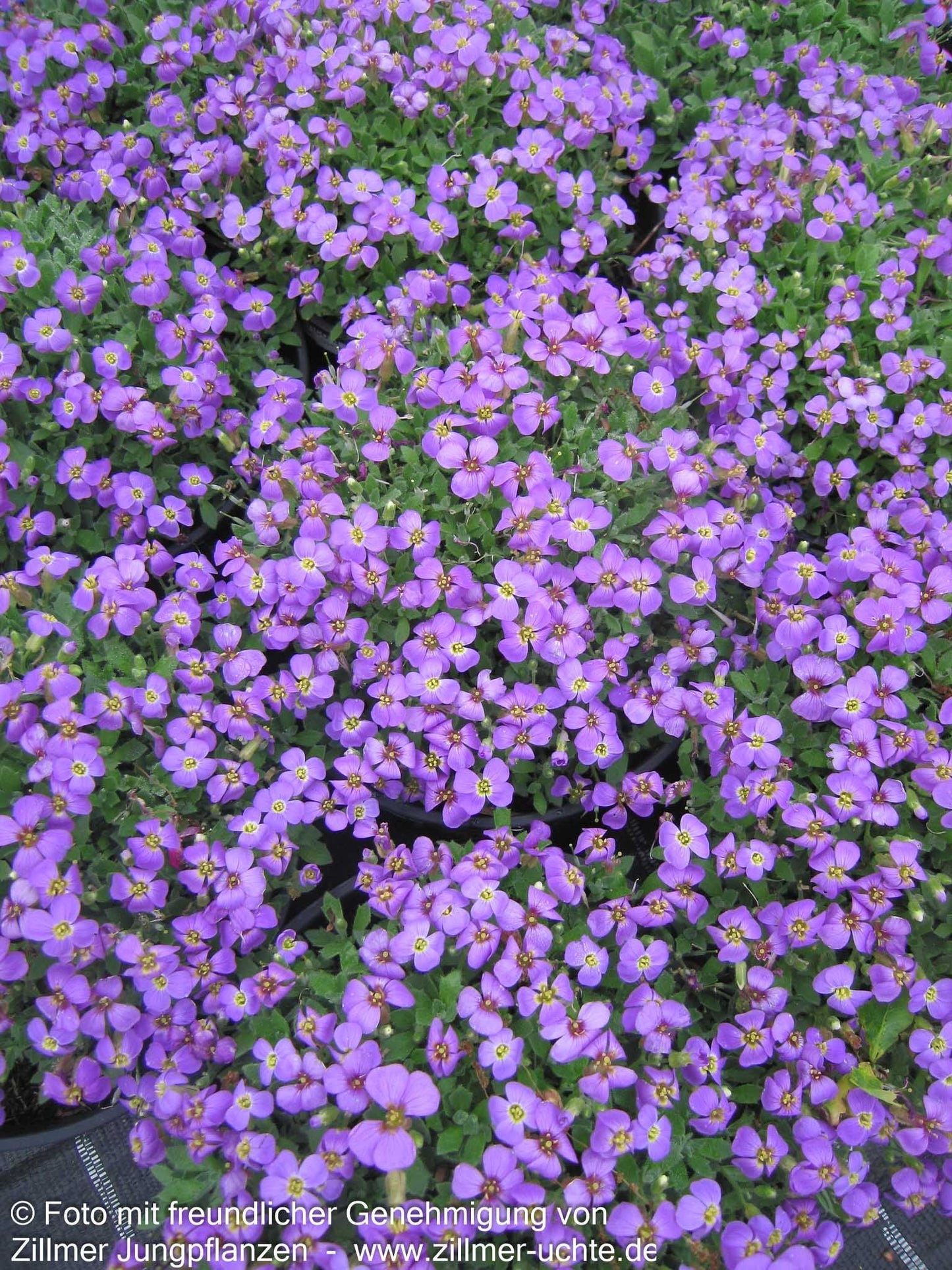 Blaukissen 'Tauricola' (Aubrieta x cult.)