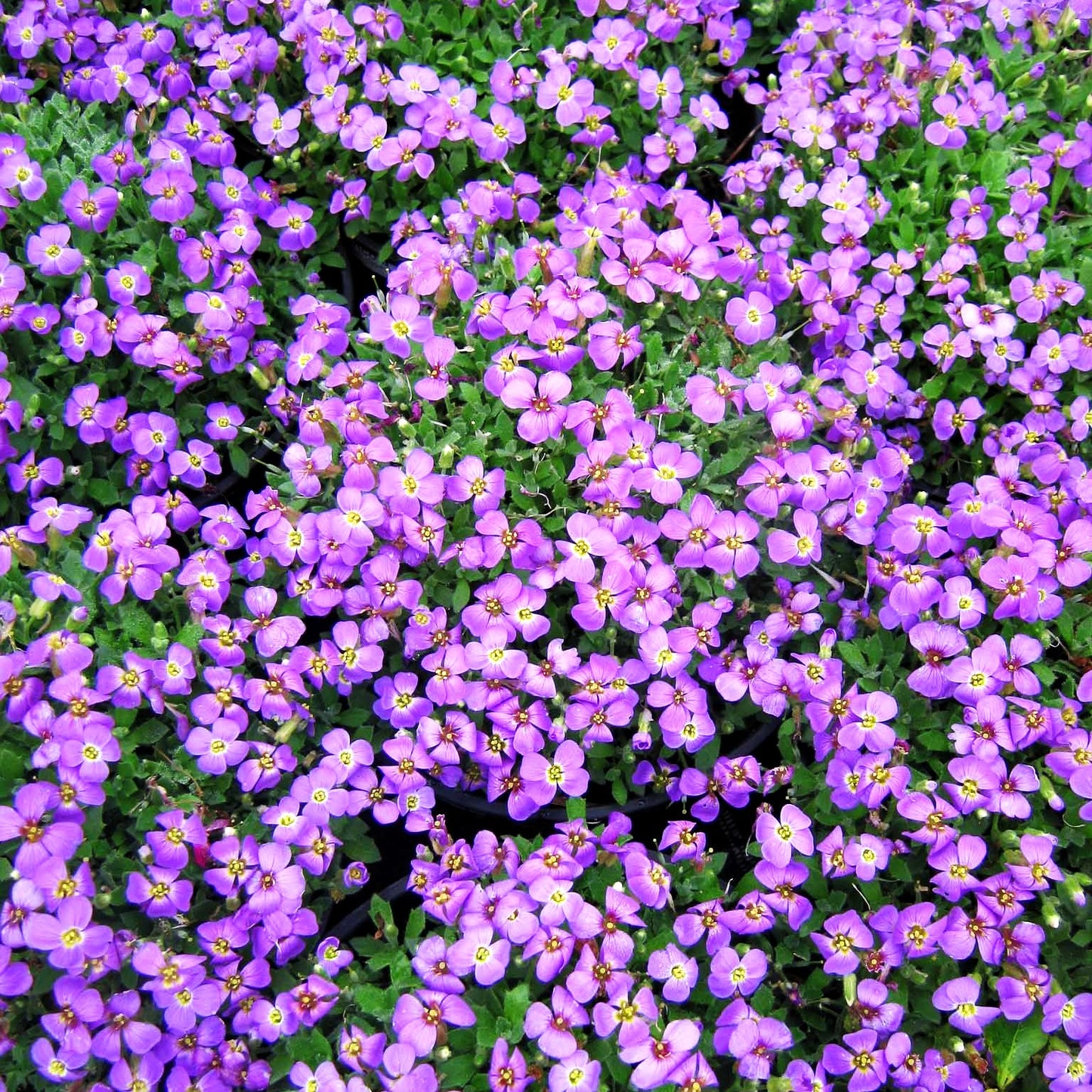 Blaukissen 'Tauricola' (Aubrieta x cult.)