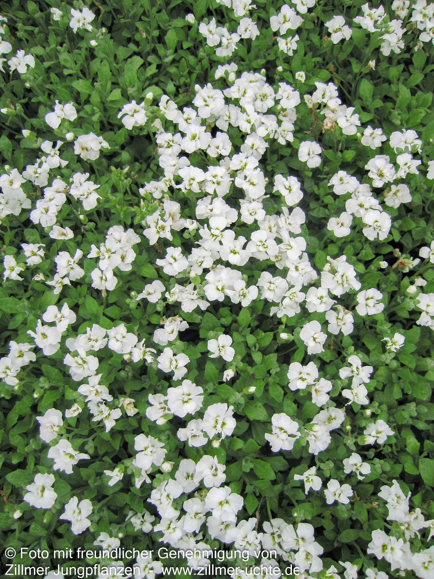 Blaukissen 'Winterberg' (Aubrieta x cult.)