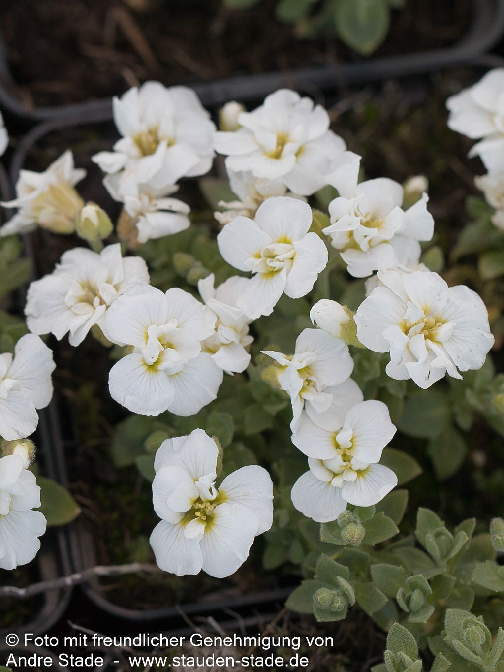Blaukissen 'Winterberg' (Aubrieta x cult.)