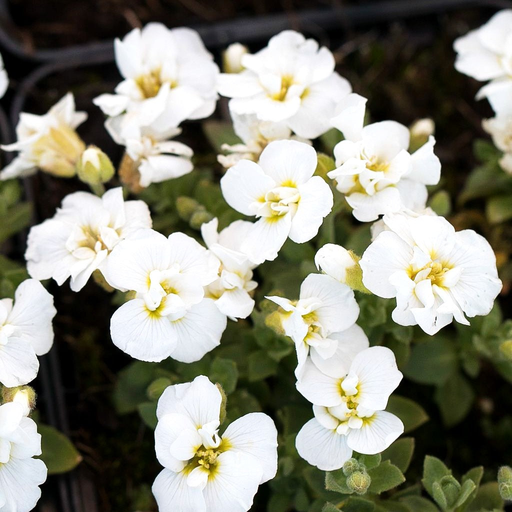 Blaukissen 'Winterberg' (Aubrieta x cult.)