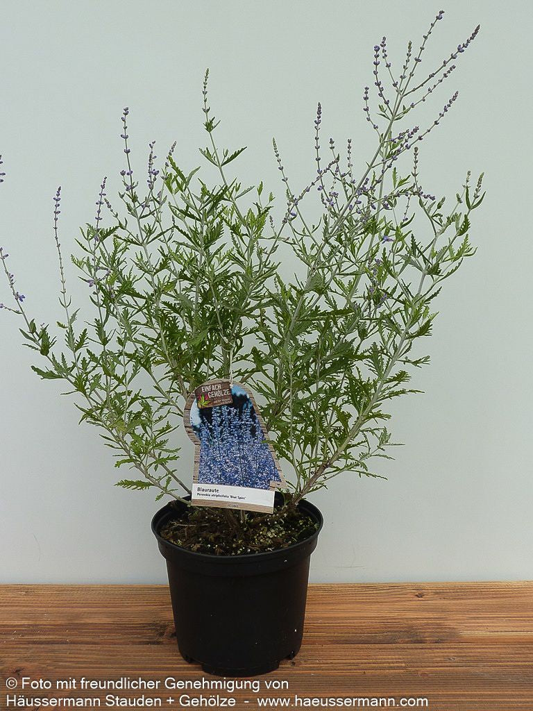 Blauraute 'Blue Spire' (Perovskia atriplicifolia)