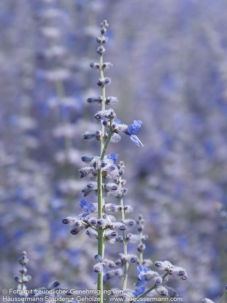 Blauraute 'Blue Spire' (Perovskia atriplicifolia)