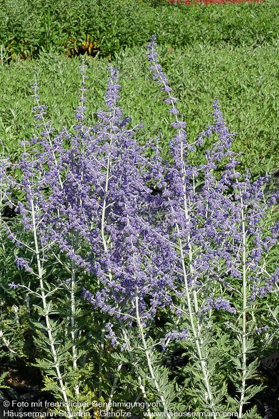 Blauraute 'Blue Spire' (Perovskia atriplicifolia)