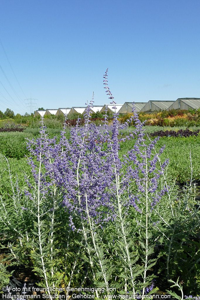 Blauraute 'Blue Spire' (Perovskia atriplicifolia)