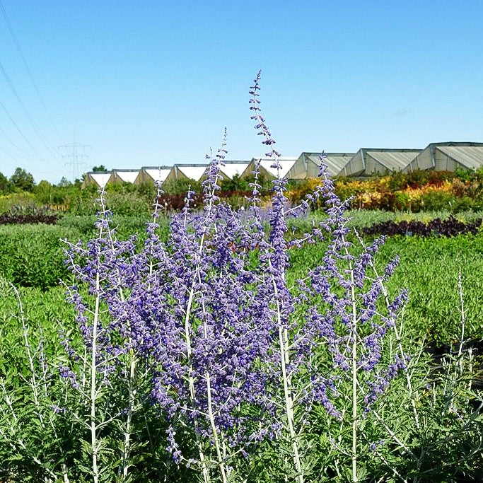 Blauraute 'Blue Spire' (Perovskia atriplicifolia)